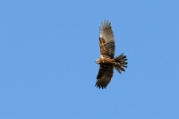56602 Circus aeruginosus (Falco di palude)